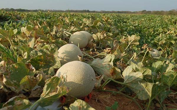 Expofruit 2025 deve movimentar milhões e atrair compradores de vários países