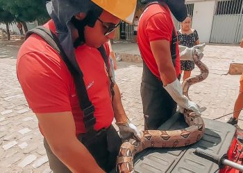Bombeiros resgatam duas jiboias em residências no município de Assú