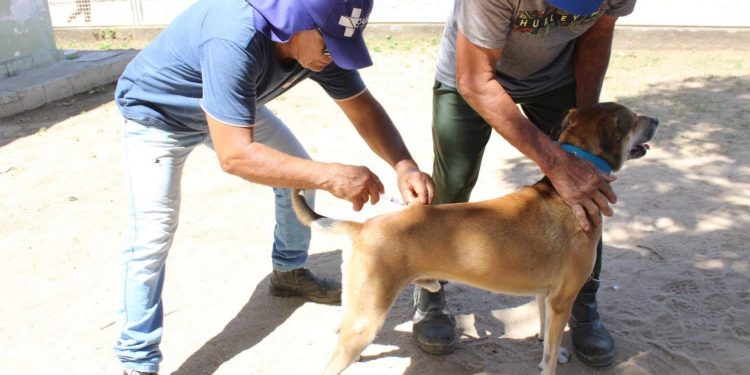 Campanha de vacinação antirrábica terá novos pontos neste fim de semana