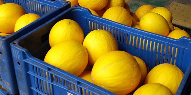 Cana-de-açúcar e melão mantêm liderança, mas produções de soja, açaí, café e uva despontam no RN