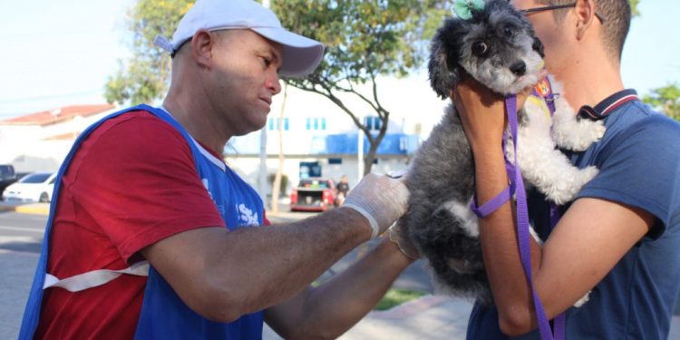 Vacinação antirrábica: quase 3 mil cães e gatos foram imunizados durante o fim de semana em Mossoró