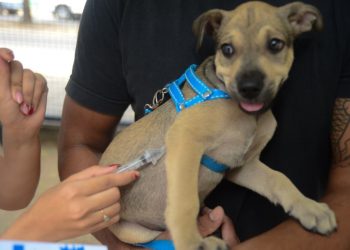 Mais de 6 mil animais foram imunizados contra a raiva em Mossoró neste fim de semana