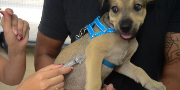 Mais de 6 mil animais foram imunizados contra a raiva em Mossoró neste fim de semana