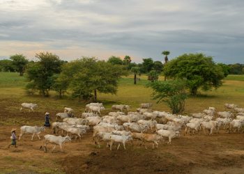 Valor de produção dos produtos da pecuária cresce 15,6% no RN