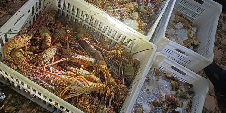 PRF apreende 80 kg de lagosta em fiscalização na BR-101