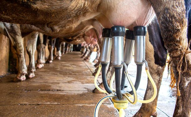 Pecuária leiteira no RN atinge média diária de produção em torno de um milhão de litros