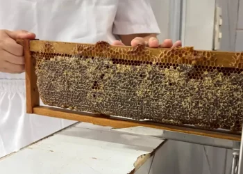 Agroindústrias do RN conquistam Selo de Inspeção Federal para comercialização nacional de mel
