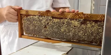 Agroindústrias do RN conquistam Selo de Inspeção Federal para comercialização nacional de mel