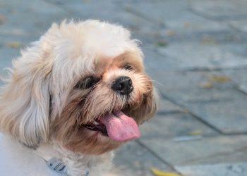 Vacinação antirrábica para cães e gatos será realizada em 15 pontos neste fim de semana em Mossoró