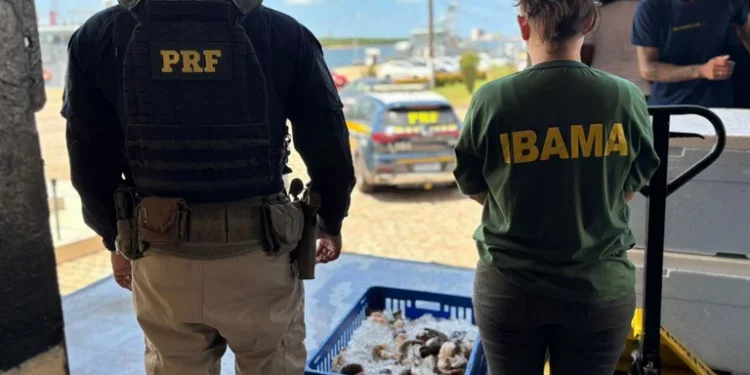 PRF apreende cerca de 2 toneladas de lagosta no RN
