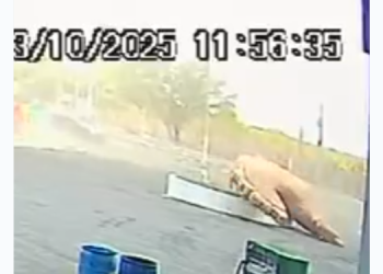 Ventania derruba monumento de galinha gigante em Assú; veja o vídeo