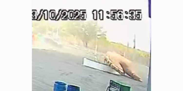 Ventania derruba monumento de galinha gigante em Assú; veja o vídeo