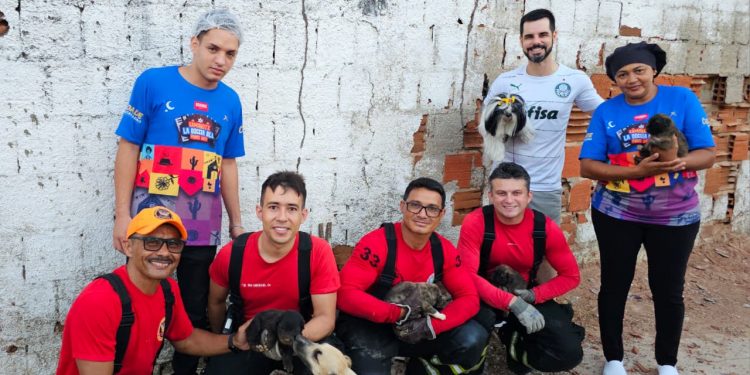 Bombeiros resgatam quatro filhotes presos em buraco coberto por concreto em Mossoró