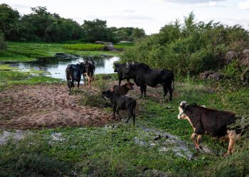 Governo do RN decreta situação de seca em 88% do estado