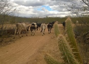 Governo Federal reconhece emergência em 65 municípios potiguares