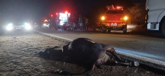 Acidente com animal na pista deixa mulher ferida na BR-405, em Apodi