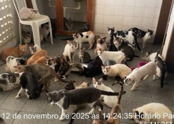Mulher é flagrada com quase 100 gatos em situação de maus-tratos em Mossoró