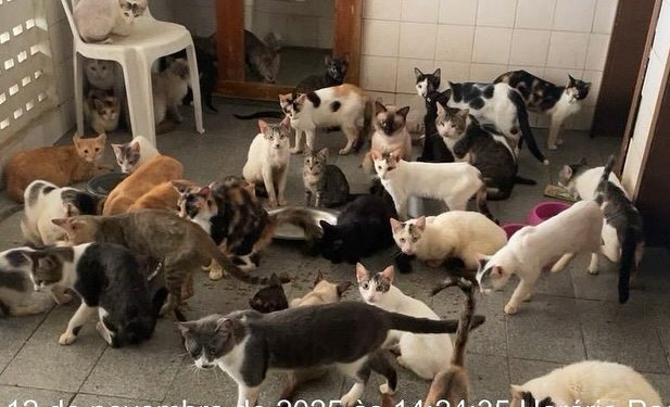 Mulher é flagrada com quase 100 gatos em situação de maus-tratos em Mossoró