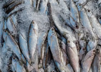 Pescado e sal do RN ficam de fora da isenção da tarifa aplicada pelos EUA