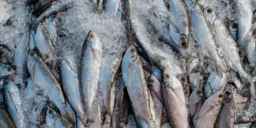 Pescado e sal do RN ficam de fora da isenção da tarifa aplicada pelos EUA