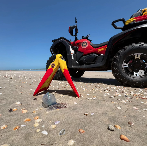 Corpo de Bombeiros alerta população sobre a presença de caravelas-portuguesas em Tibau
