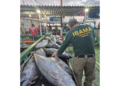 Operação Tuna combate pesca ilegal e apreende mais de duas toneladas de pescado no RN