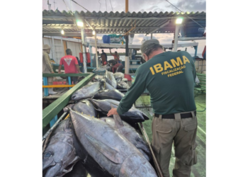 Operação Tuna combate pesca ilegal e apreende mais de duas toneladas de pescado no RN