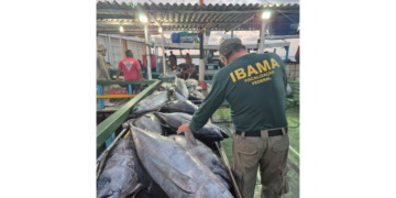 Operação Tuna combate pesca ilegal e apreende mais de duas toneladas de pescado no RN