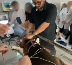 Ministério Público arquiva investigação de maus-tratos contra veterinário em Mossoró