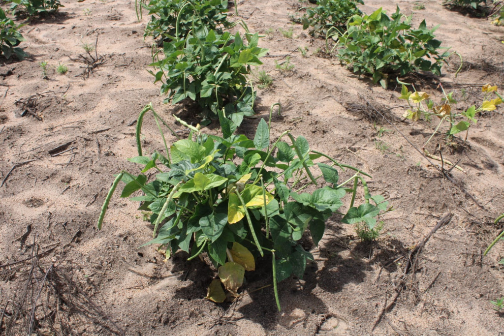 Garantia Safra: inscrições para o programa seguem até sexta-feira (19)