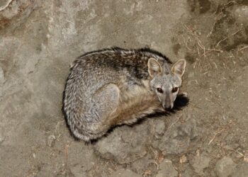 Bombeiros resgatam raposa caída em poço na zona rural de Currais Novos