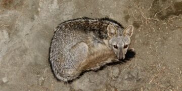Bombeiros resgatam raposa caída em poço na zona rural de Currais Novos