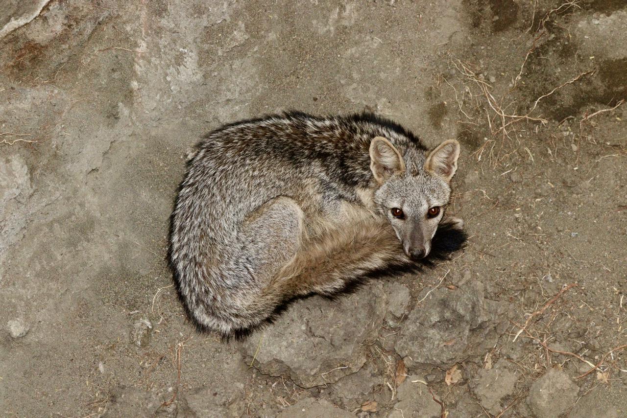 Bombeiros resgatam raposa caída em poço na zona rural de Currais Novos