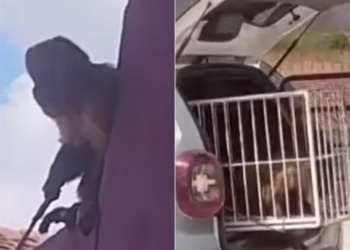 Macaco-prego é “preso” após dias de tumulto em Viçosa, no Alto Oeste potiguar