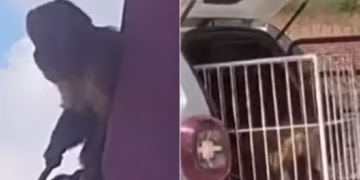 Macaco-prego é “preso” após dias de tumulto em Viçosa, no Alto Oeste potiguar