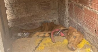 Polícia prende mulher suspeita de maus-tratos contra dois cães em Mossoró