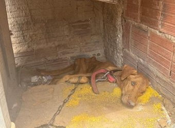 Polícia prende mulher suspeita de maus-tratos contra dois cães em Mossoró