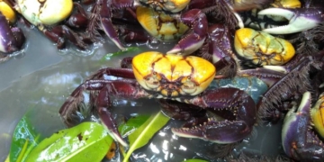 Idema reforça período de defeso do caranguejo-uçá no Rio Grande do Norte