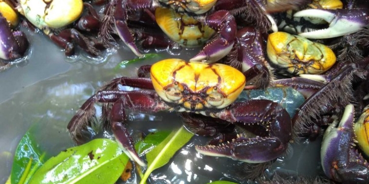 Idema reforça período de defeso do caranguejo-uçá no Rio Grande do Norte