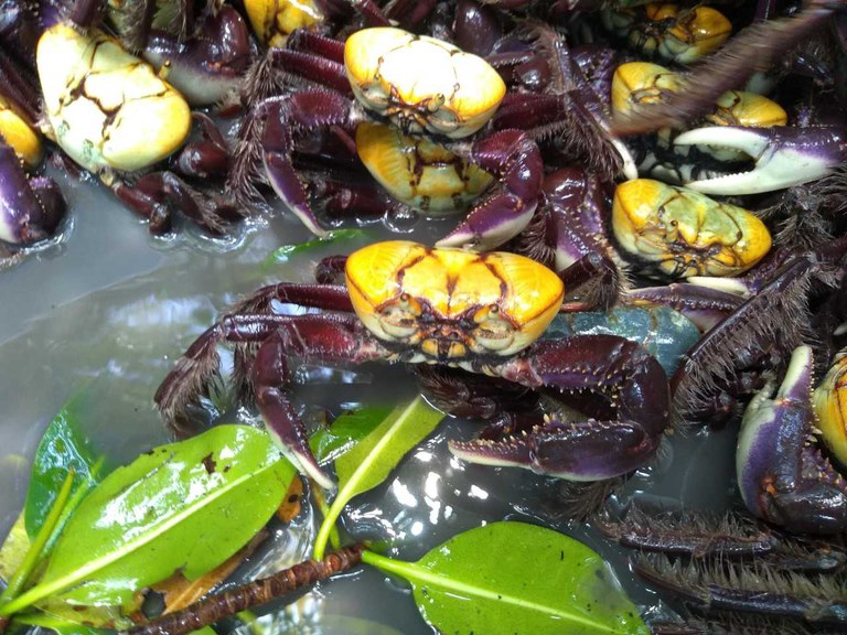 Idema reforça período de defeso do caranguejo-uçá no Rio Grande do Norte