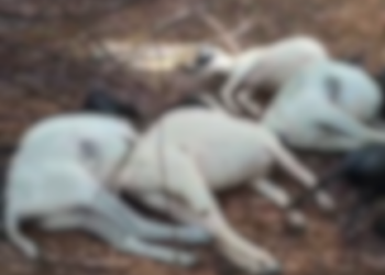 Descarga elétrica mata 12 animais na zona rural de Apodi