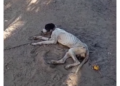 Cão é abandonado acorrentado em Mossoró e resgate mobiliza moradores e voluntários