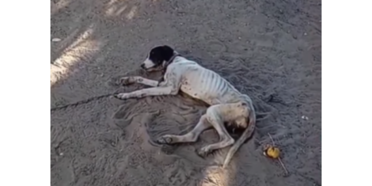Cão é abandonado acorrentado em Mossoró e resgate mobiliza moradores e voluntários