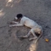 Cão é abandonado acorrentado em Mossoró e resgate mobiliza moradores e voluntários