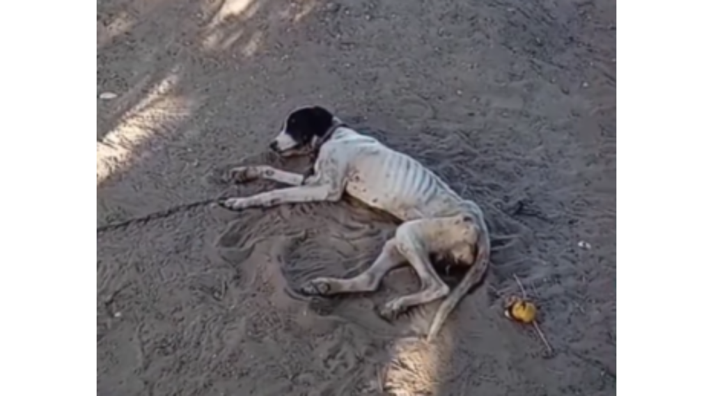 Cão é abandonado acorrentado em Mossoró e resgate mobiliza moradores e voluntários