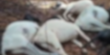 Descarga elétrica mata 12 animais na zona rural de Apodi