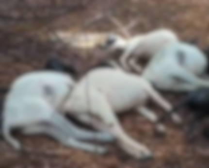 Descarga elétrica mata 12 animais na zona rural de Apodi