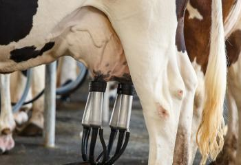 Produção diária de leite no RN gira em torno de 1 milhão de litros