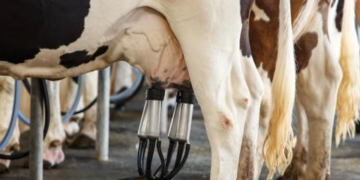 Produção diária de leite no RN gira em torno de 1 milhão de litros