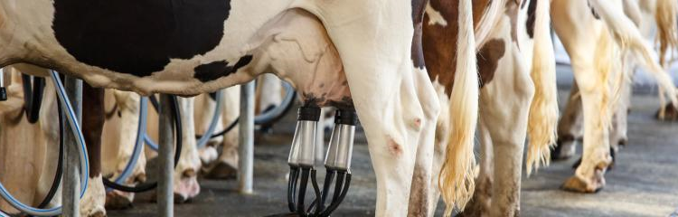 Produção diária de leite no RN gira em torno de 1 milhão de litros, aponta IBGE